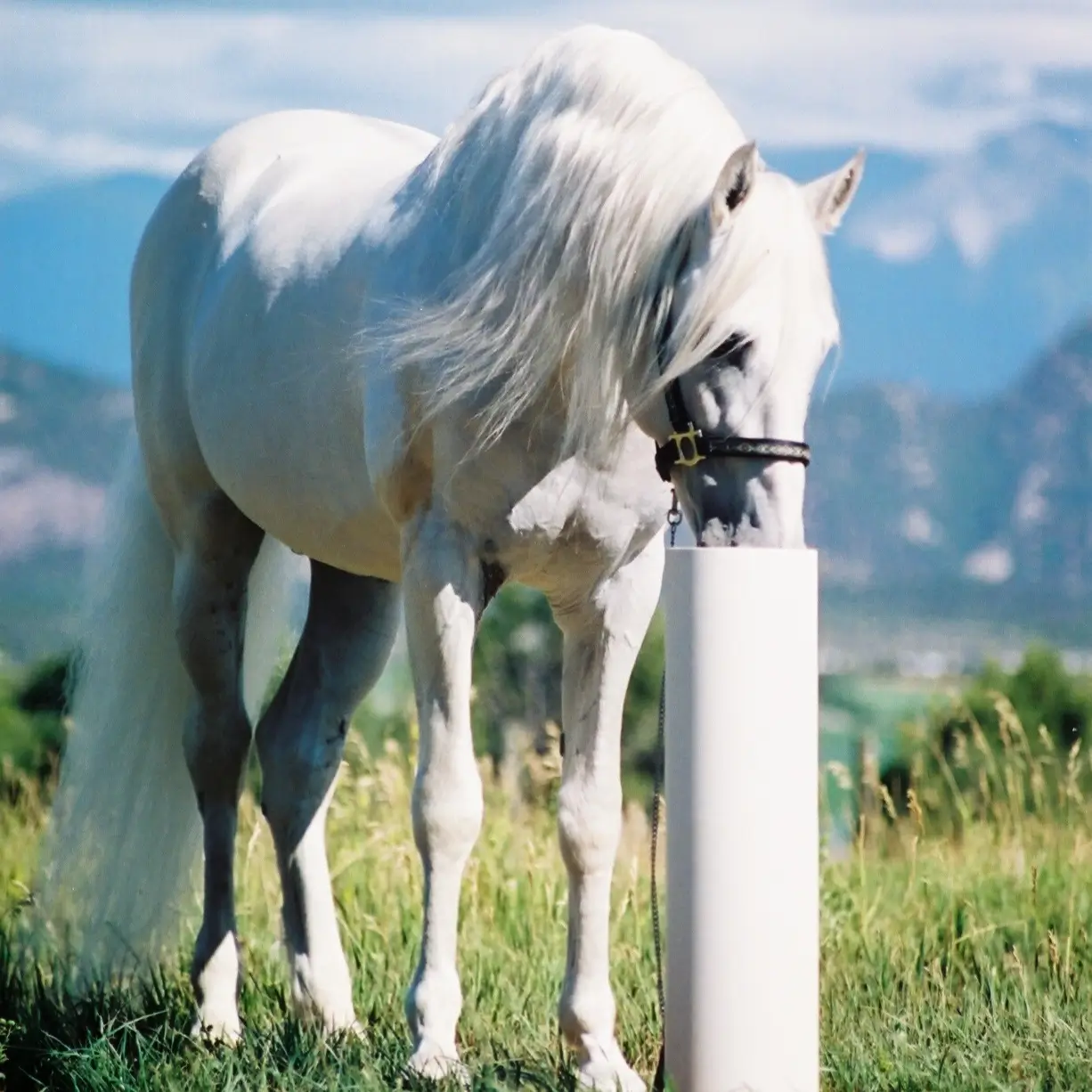 Horse Automatic Waterer (Ultimate)