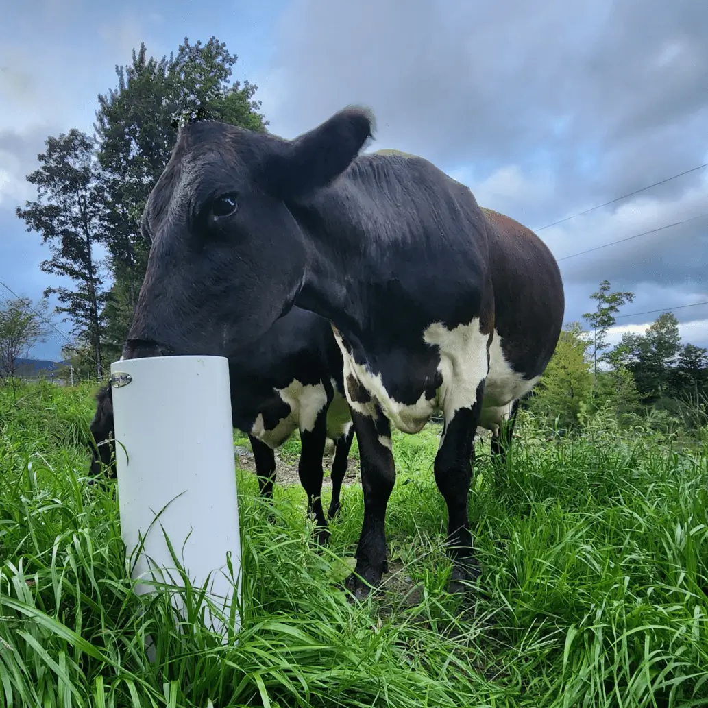 Cattle Automatic Waterer (Ultimate)