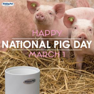 030123 National pig day