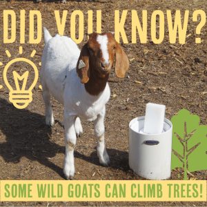 032423 fun fact friday goats can climb trees