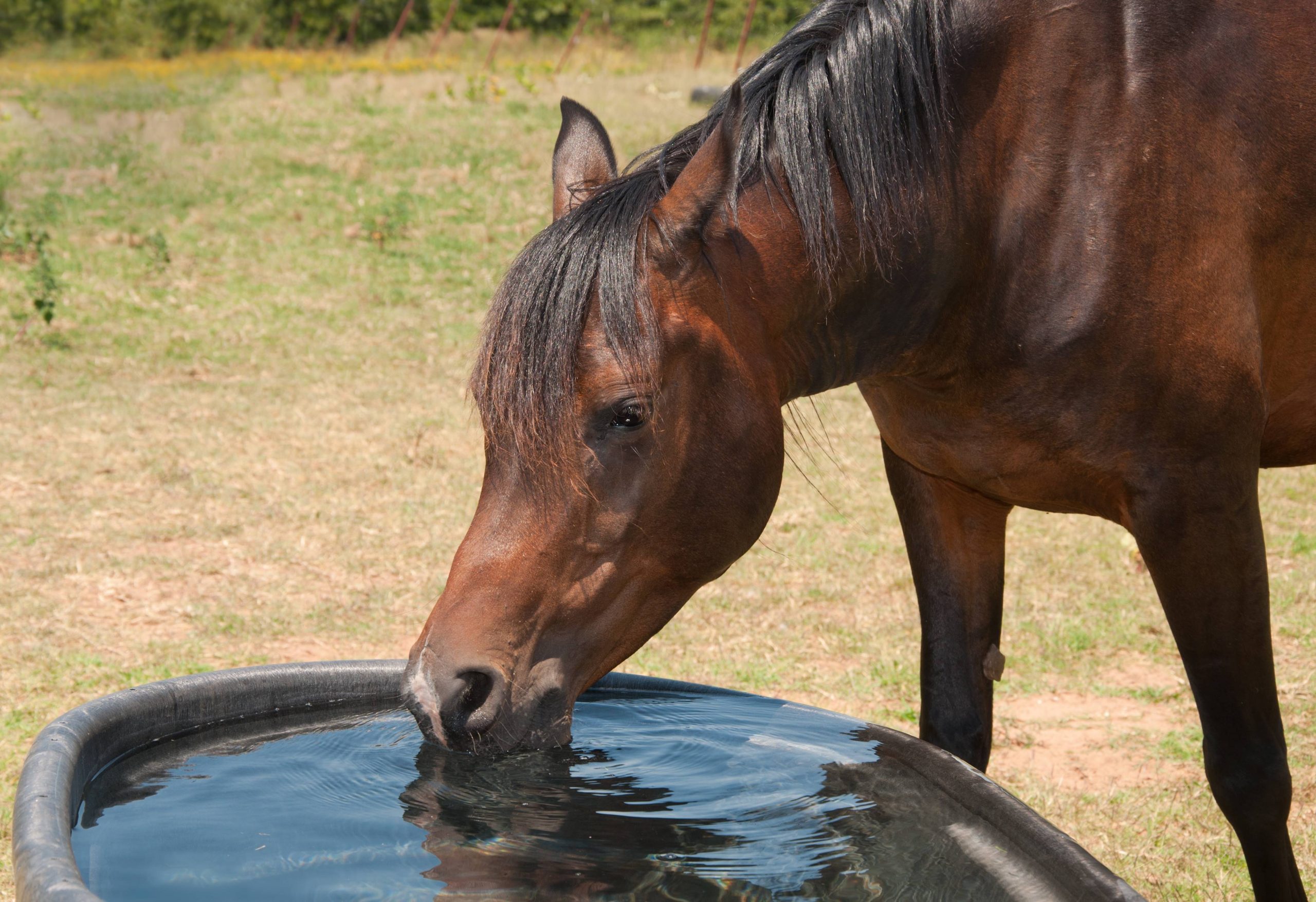 horse trough with brown horse drinking