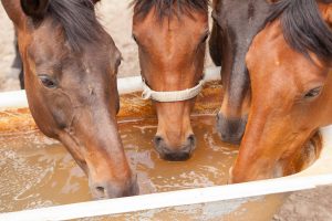 Group of horses drinking together from a water trough. 