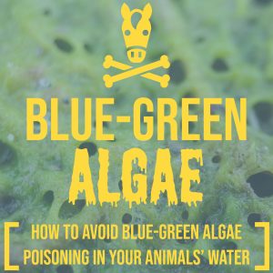 060822 Blue-Green Algae