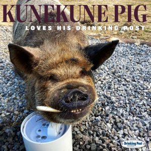 083022 KuneKune Pig Loves his Drinking Post