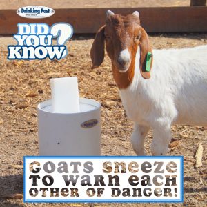 102822 Fun Fact Friday Goats Sneeze v5