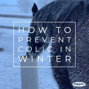 122022 How to Prevent Colic in Winter