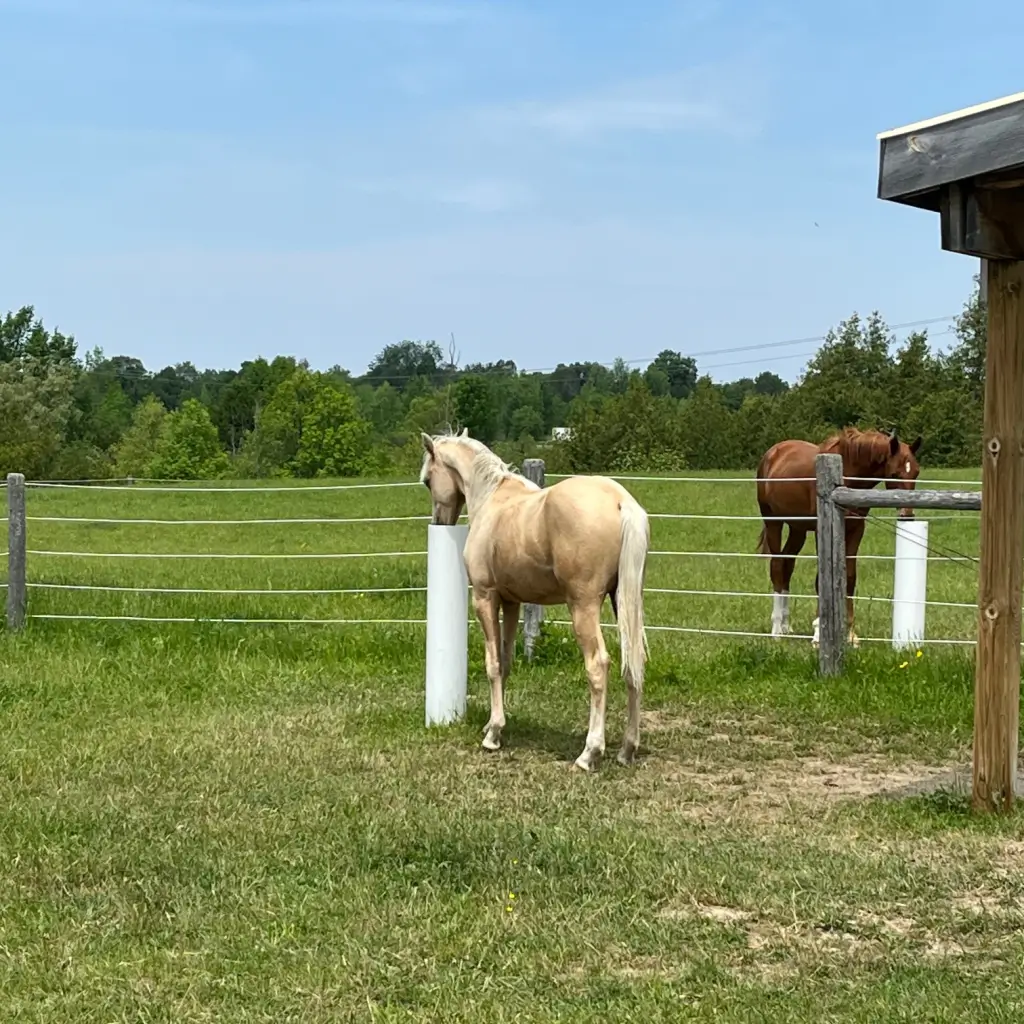 2-yearlings-with-2-Posts-Lisa-Wood-pasture-square