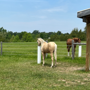 2 yearlings with 2 Posts Lisa Wood pasture square