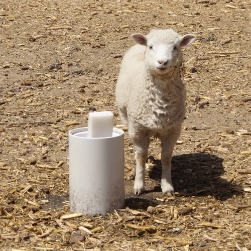 Nestor Sheep