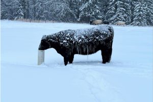 Alberta cattle with icicles edited