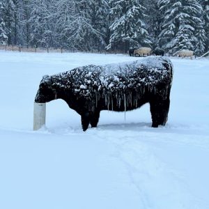 Alberta cattle with icicles edited