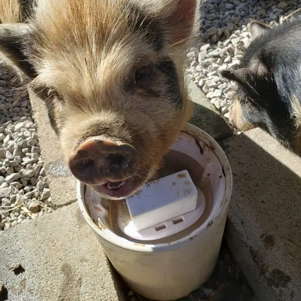 pigs water their gullets on a drinking post and are made whole from the ritual.