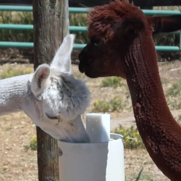 Alpaca / Llama Automatic Waterer (Ultimate)