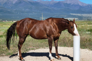 Avery Ranch Freckles - Post Straightened and brightened square