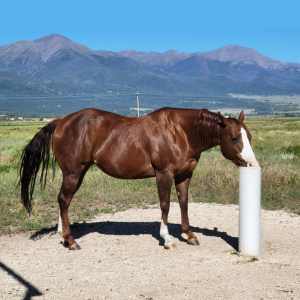 Avery Ranch Freckles - Post Straightened and brightened square