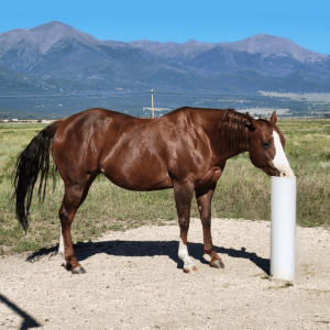 Avery Ranch Freckles - Post Straightened and brightened square-2