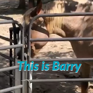 Barry the Belgian still