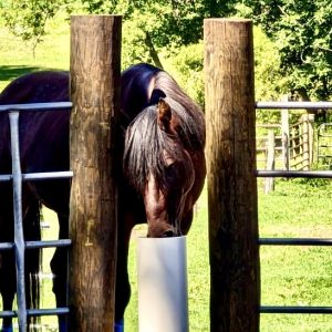 Bay horse named Annika with split fence Mary Austin