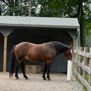 Bay mare Yvette Hollenbeck square