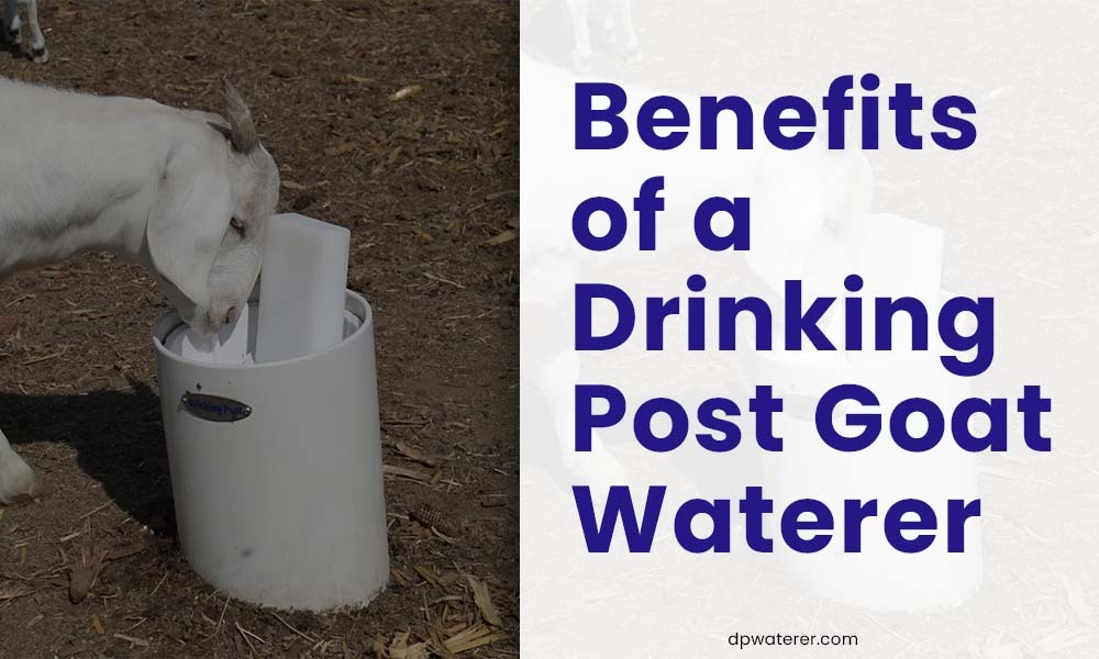 Benefits of a Drinking Post Goat Waterer