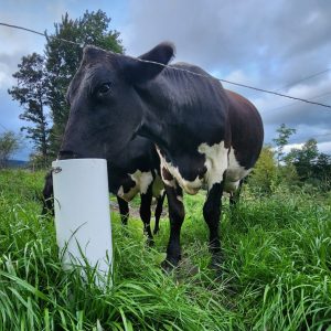 Black cow with green grass 3 Hilary Elmer pasture square resized