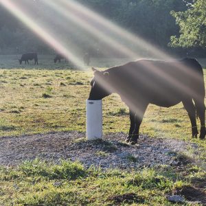 Black cow with sunbeam 3 Doug Flitton pasture square resized