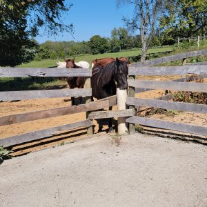 Black horse split fence - Mark Scherschel