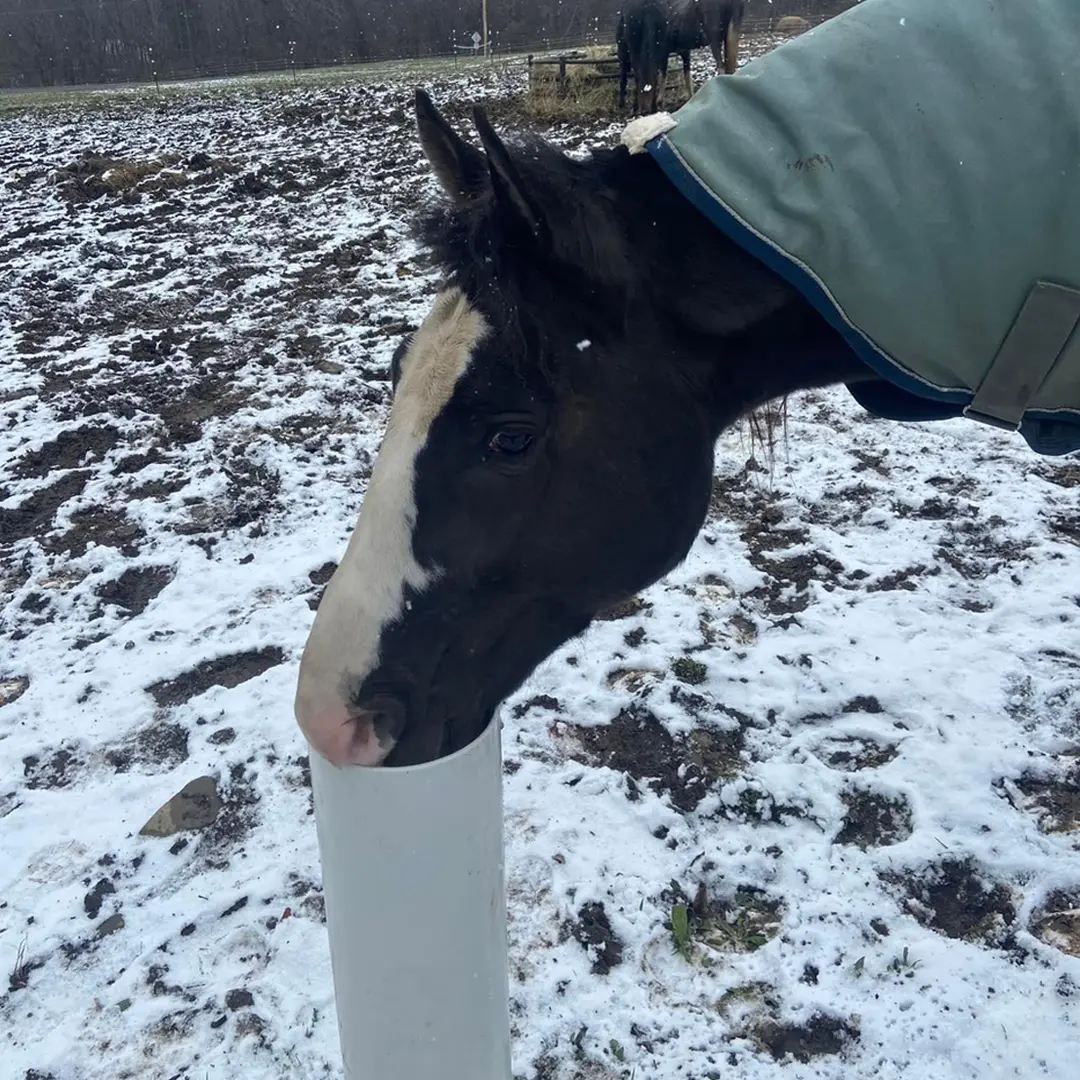 Black with blaze in snow - Katie horsecrzy copy