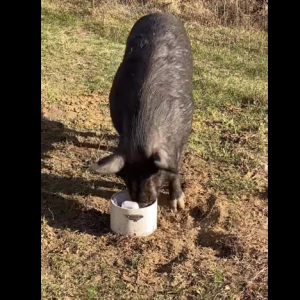 Borden Co-op pig screen shot for link in bio page