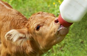 Young calf being milk-fed