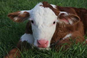 Young calf laying down