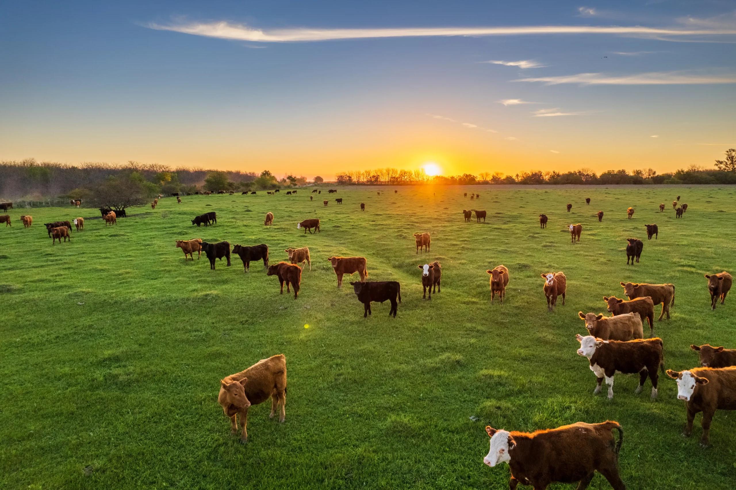 endless herds of cows elated to have auto water trough access instead of old buckets of chaff slop and drowned mice.  They parade in the verdant fields beneath a sherbert sun