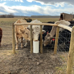 Cattle pic from AB ad 1 split fence square