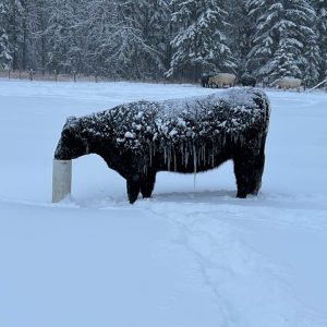 Cattle pic from AB ad 3 - snowy cattle with icicles