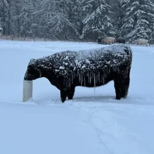 non electric cattle waterer in snow storm
