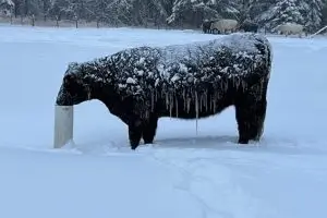 Cattle with snowy icicles square small