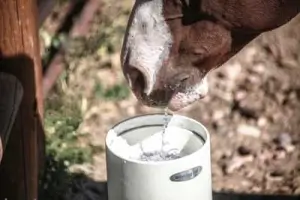 Clean Fresh Horse Waterer by Drinking