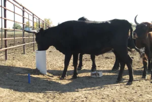 Cattle on Drinking Post Waterer