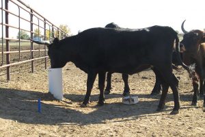 Corriente-Cattle-on-Drinking-Post-Waterer-small