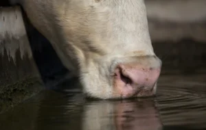 Cow