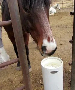 Drinking Post Hydrant