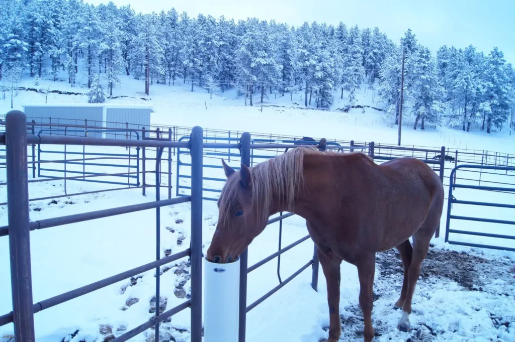 frost free waterer