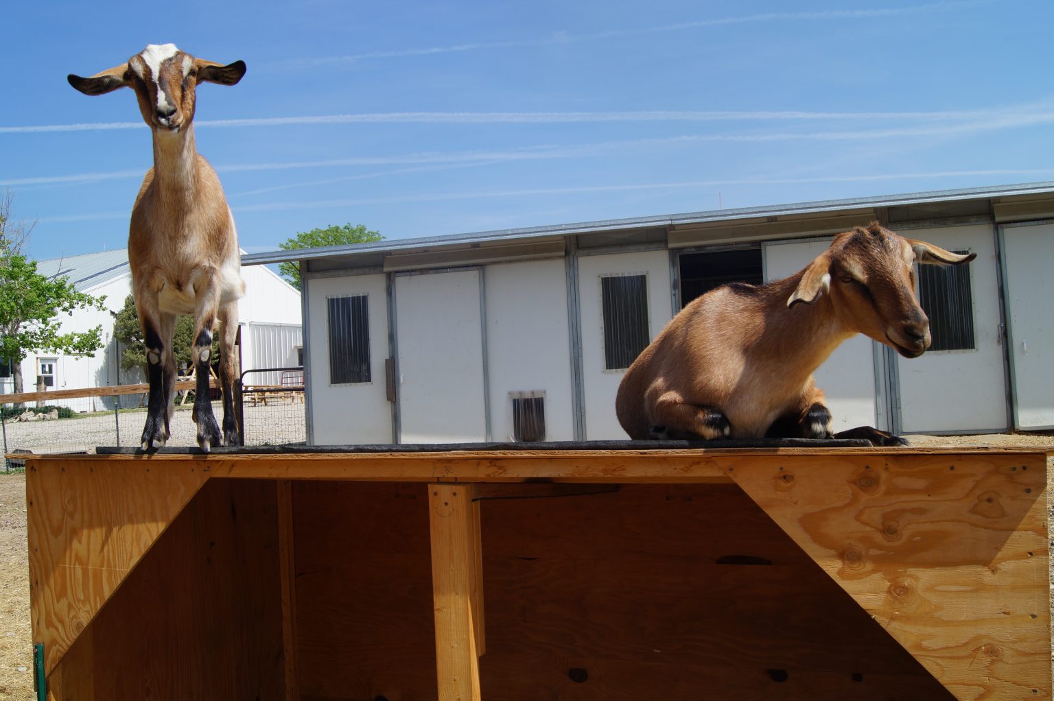 Non Electric Automatic Goat Waterers - Drinking Post Automatic Waterer