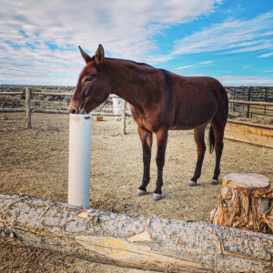 Donkey photo - Becky Dwire square