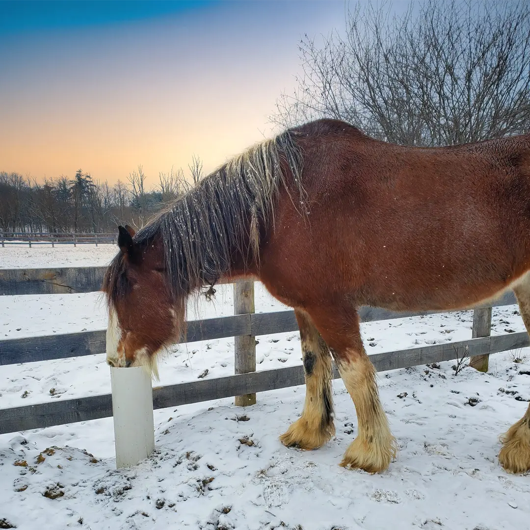 Draft horse in snow with sunset - Ryan McCann copy