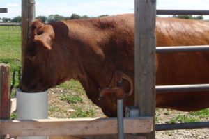 Drinking-Post-Automatic-Waterer-Summer-Benefits