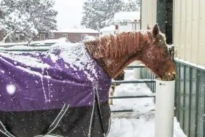 Drinking Post next to barn in snow