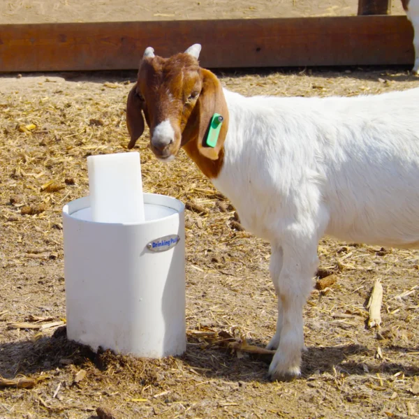 Sheep / Goat Automatic Waterer (Ultimate)