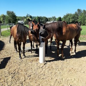 Group of horses checking out the Post for the first time Wayne Mick