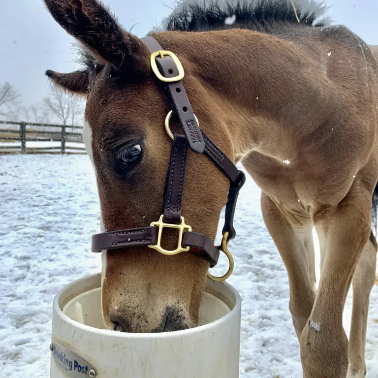Foal chose Drinking Post over standard watering trough